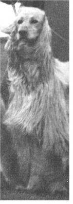 Thumbnail of Budmash Khan (Of Tarril)