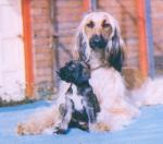 Thumbnail of Chota B'har Of Tarril