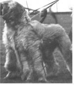 Thumbnail of Tamarisk Of Tarril