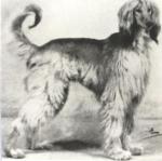 Thumbnail of Shiba Of Chaman