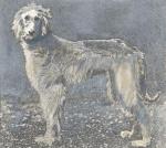 Thumbnail of Shahin Of Ghazni