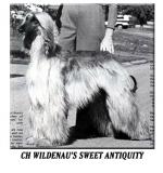 Thumbnail of Wildenau's Sweet Antiquity