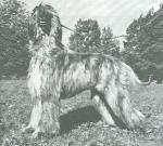 Thumbnail of Dynasty's Bon-Bon Of Wildenau