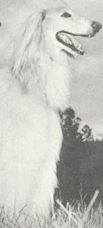 Thumbnail of Yusseff