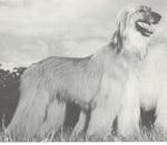 Thumbnail of Zannette Of Elcoza