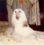 Thumbnail of Ms Cee Jay Of Yucatan