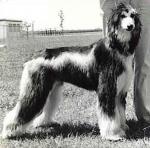 Thumbnail of Gabriel's S'Mor Of Akaba