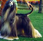 Thumbnail of Cachemire De Tchekana