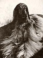 Thumbnail of Silverboy de Pandjah