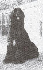 Thumbnail of Jaffna's Rachel