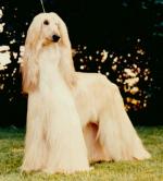 Thumbnail of Kassan's The Diva