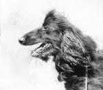 Thumbnail of Chandhara Branwen Sheen Kamri