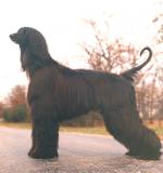 Thumbnail of Mecca's Melancholy Baby