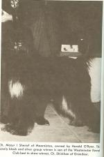 Thumbnail of Mazur I Sherief Of Moornistan