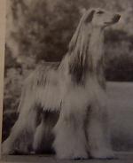 Thumbnail of Kadallah's Love Sheik