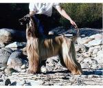 Thumbnail of Raffica's State Of The Heart