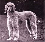 Thumbnail of Taj Mahip Of Kaf