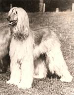 Thumbnail of Carloway Sharmain Of Virendale