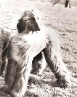 Thumbnail of Khanabad Branwen Sheen Khalifa