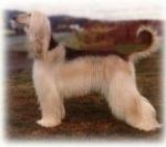 Thumbnail of Esfahan Kaliphna Zuvenda