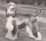 Thumbnail of Ahrana's Mystiq Spirit-Mykhan