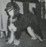 Thumbnail of Amir Sabyat