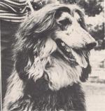 Thumbnail of Bonanza's Methusula