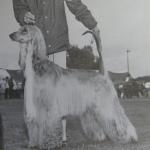 Thumbnail of Raffica's Skywalker