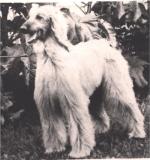 Thumbnail of Agha Kush