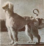 Thumbnail of Amanullah Of Kandahar (USA)