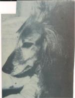 Thumbnail of Bogah Of Arken