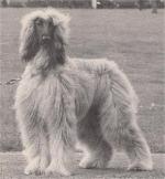 Thumbnail of Emir Pachacumac