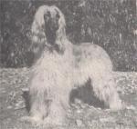 Thumbnail of Crown Crest Red Rock Luv