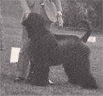 Thumbnail of Palregan's Adiera Midnight