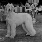 Thumbnail of Crown Crest Taejhanne