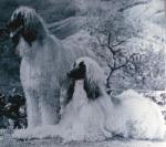 Thumbnail of Crown Crest Dhi-Mond