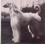 Thumbnail of Crown Crest Mr Taejhon