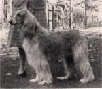 Thumbnail of Flo Flo Of Ghazni