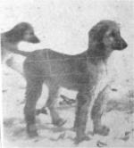 Thumbnail of G I Joe Of Bevero Downs