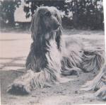 Thumbnail of Garthun Tee Cee