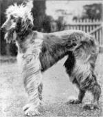 Thumbnail of Chankidar