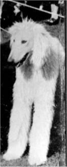 Thumbnail of Marabout Of Khorrassan