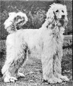 Thumbnail of Chota Nissim Of Ringbank