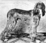 Thumbnail of Tamerlane (UK)