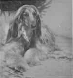 Thumbnail of Shahbindi Of Khorrassan