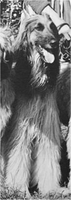 Thumbnail of Badakshan Rashid