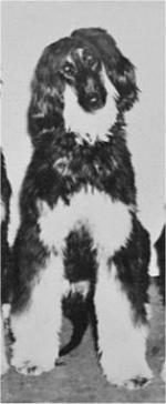 Thumbnail of Alyshan Rifka's Trend-Setter