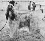 Thumbnail of Patchouli Khanabad Surasu