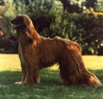 Thumbnail of Pallas van de Oranje Manege