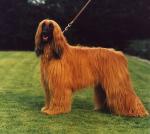 Thumbnail of Vicalim van de Oranje Manege